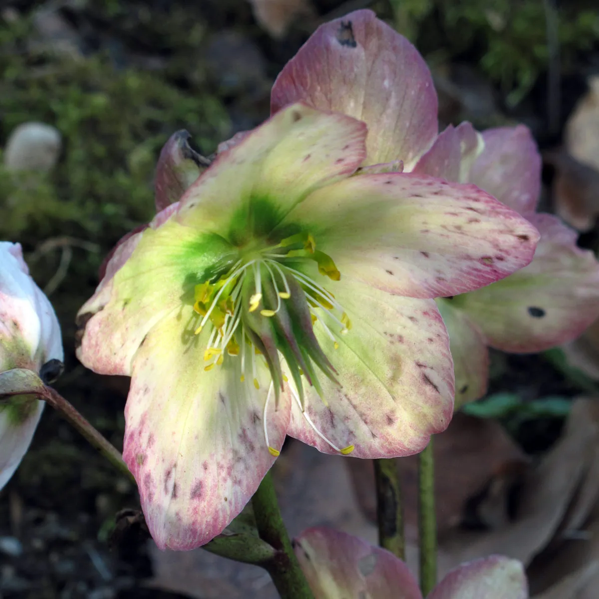 Christrose (Helleborus niger) Samen