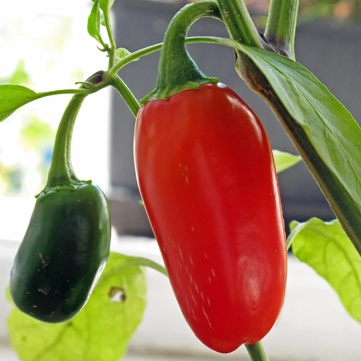 Chili 'Jalapeño' (Capsicum annuum) Bio Saatgut
