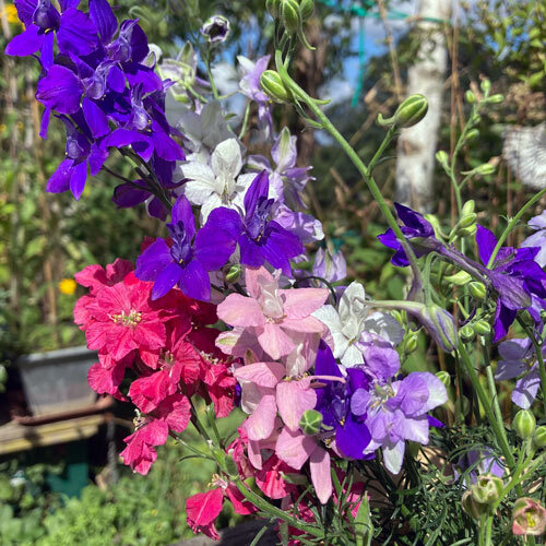 Strauß Feldrittersporn in Blau, Violett, Rosa, Rot und Weiß