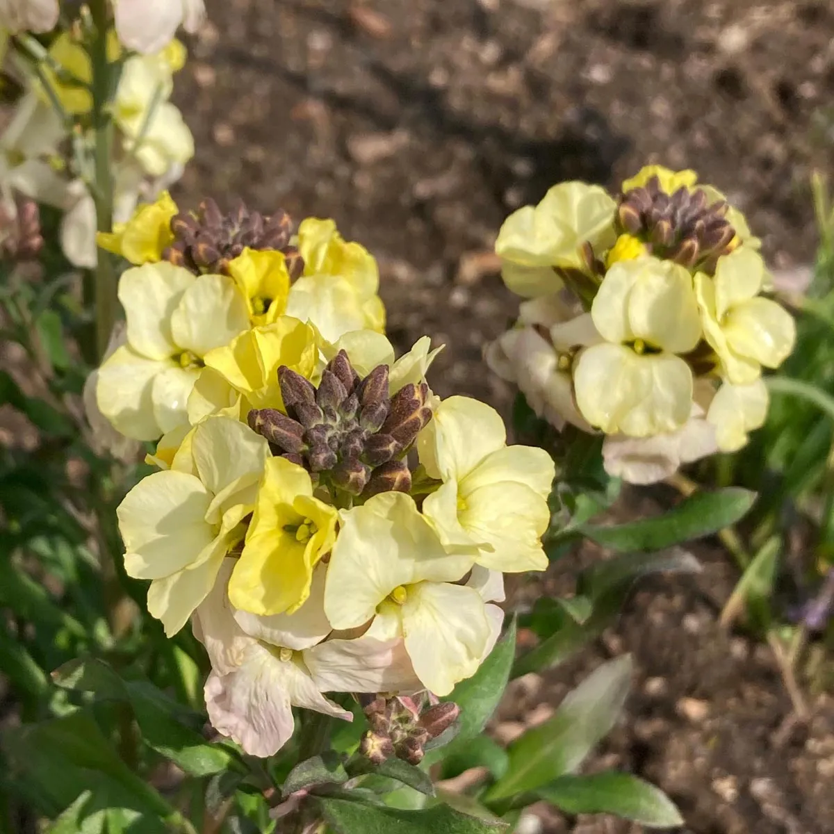 Goldlack 'Ivory White' (Erysimum cheiri) Samen