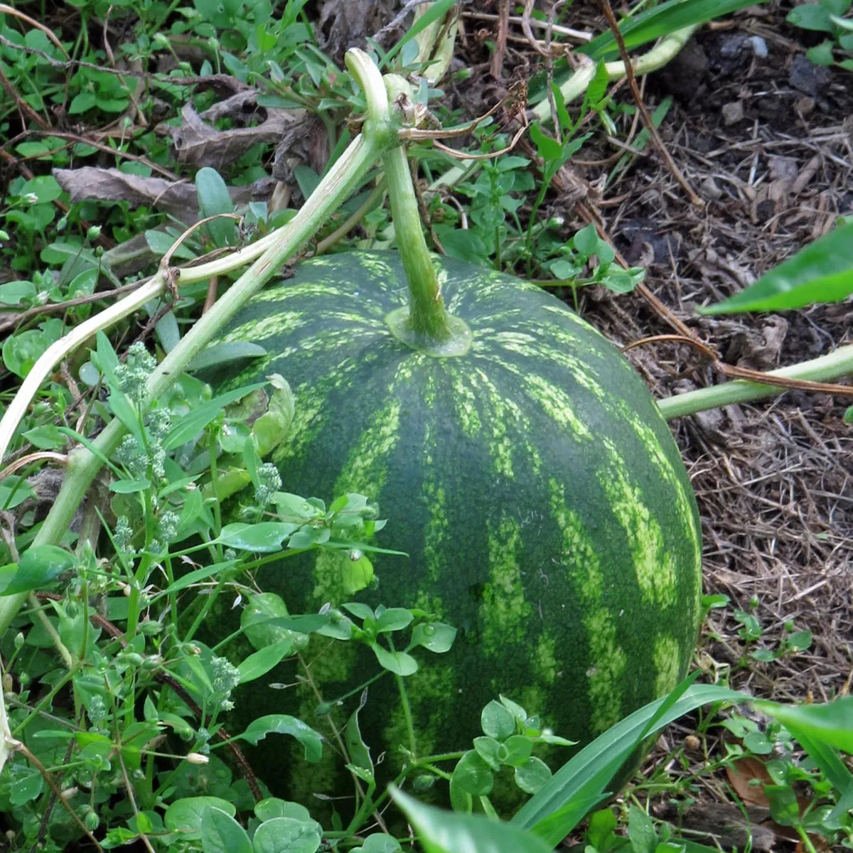 Wassermelone 'Crimson Sweet' (Citrullus lanatus) Samen