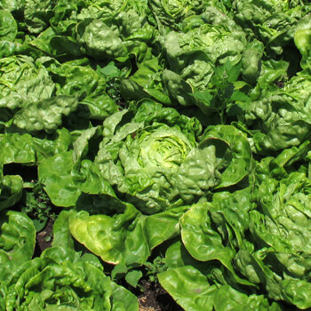 Salatköpfe dicht an dicht im Gemüsebeet