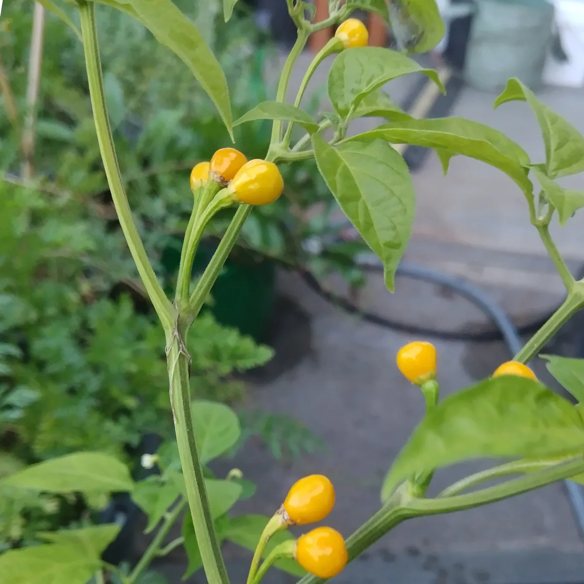 Chili 'Aji Charapita' (Capsicum chinense) Samen