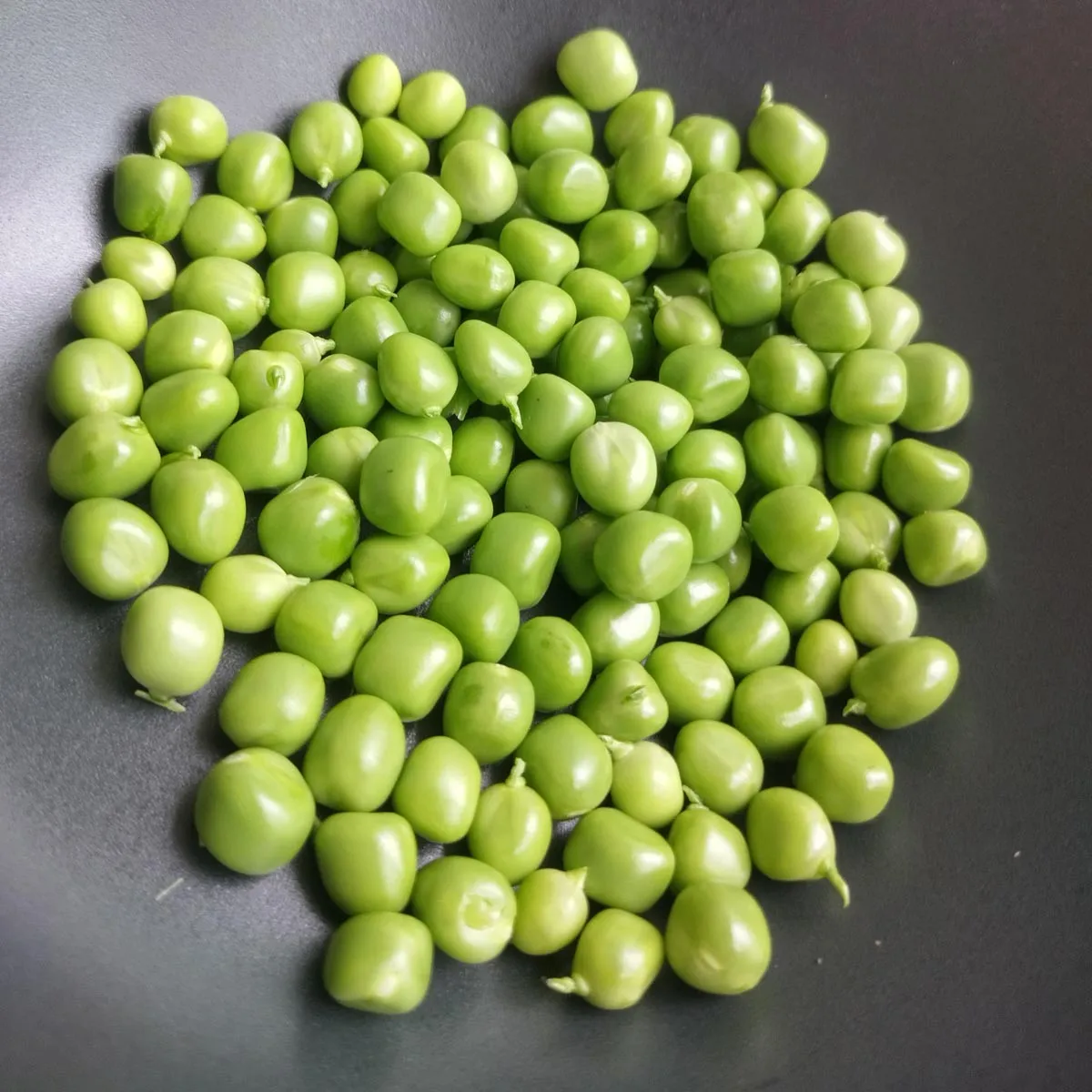 Pal-Erbse 'Kleine Rheinländerin' (Pisum sativum) Samen