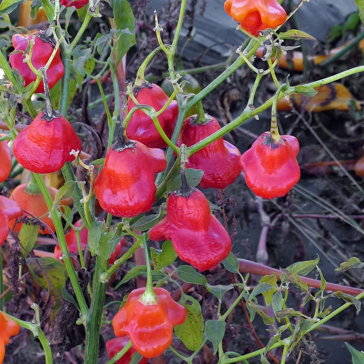 Glockenchili 'Jamaican Bell' (Capsicum baccatum) Samen