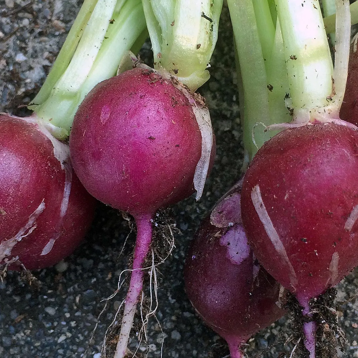 Radieschen 'Malaga' (Raphanus sativus) Samen