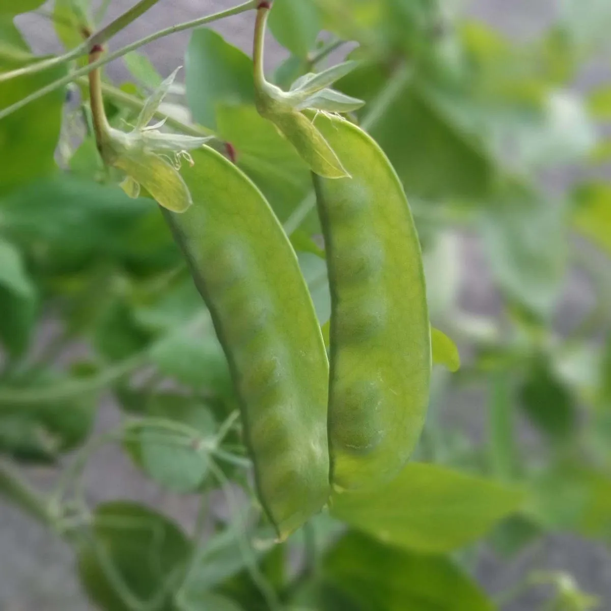 Winterzuckererbse 'Frieda Welten' (Pisum sativum) Bio Saatgut