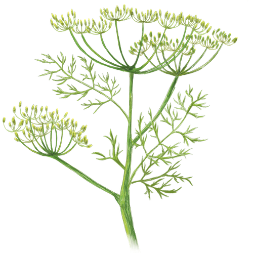 Fenchel-Arten