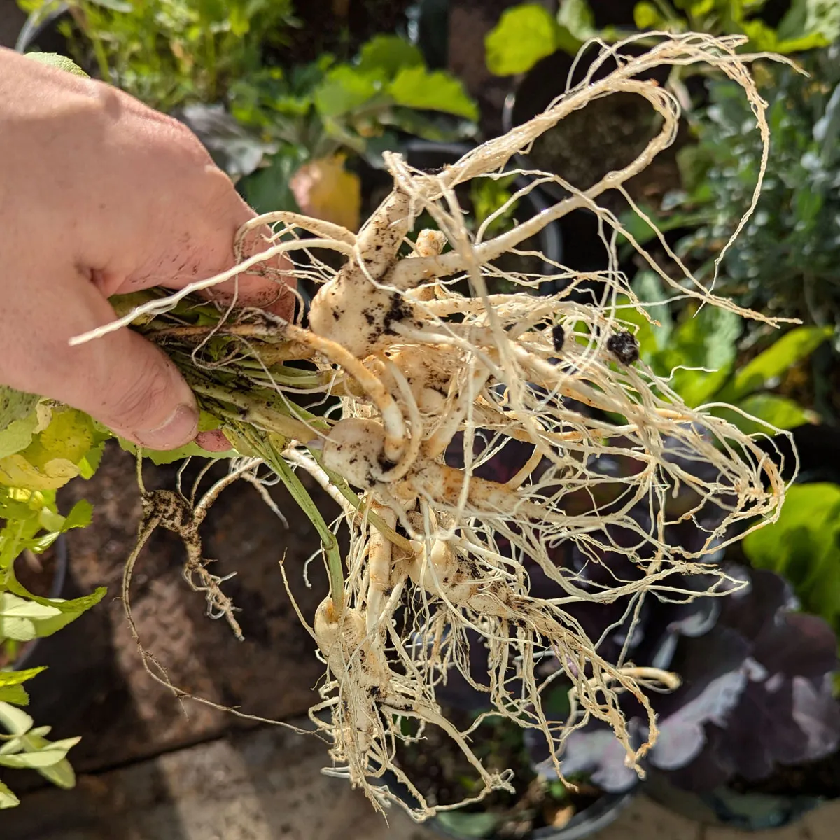 Ballonblume 'Mariesii' (Platycodon grandiflorus) Bio Saatgut