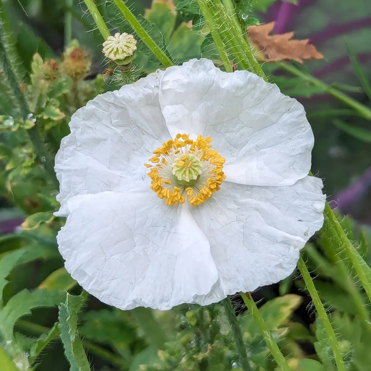 Seidenmohn-Mix 'Shirley' (Papaver rhoeas) Samen