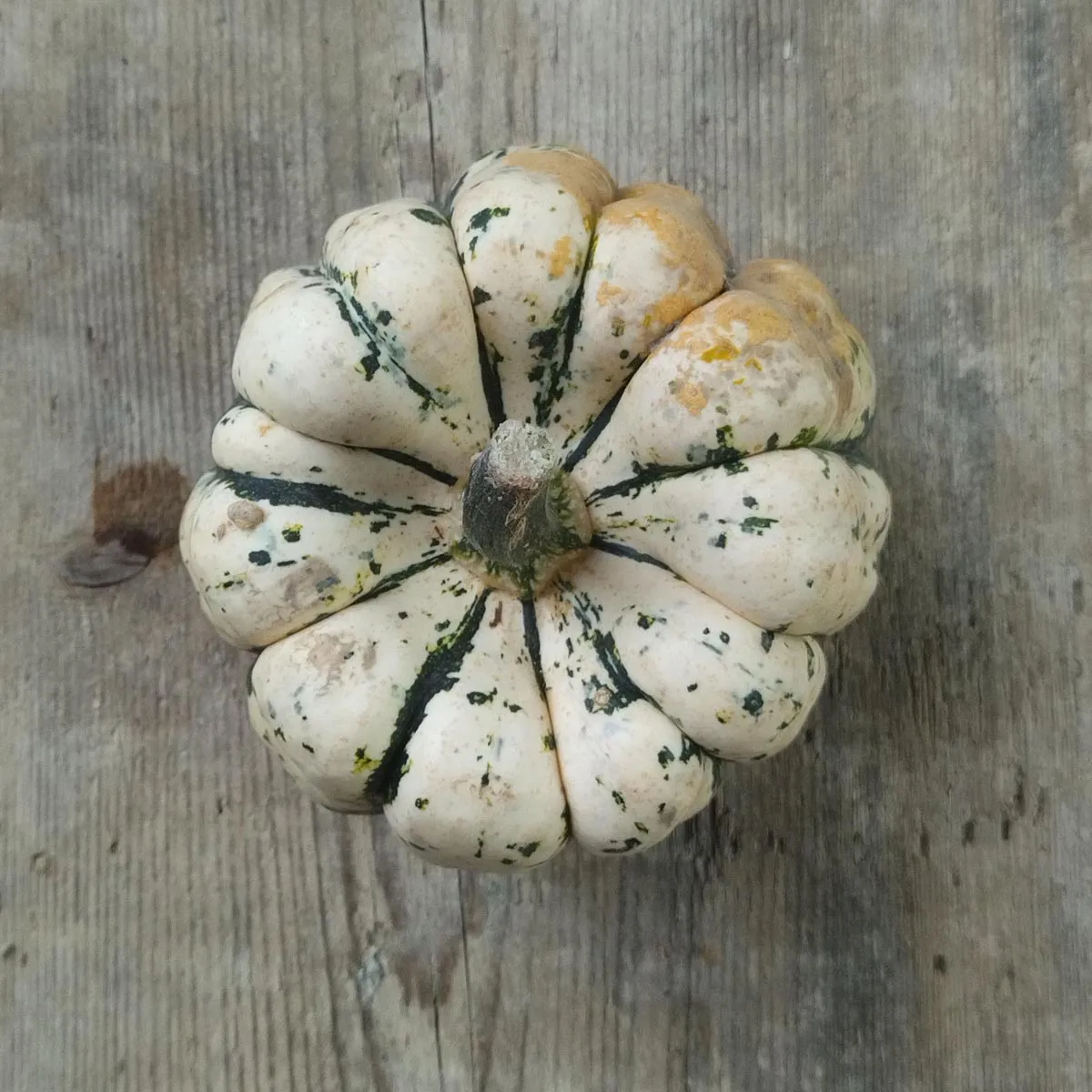 Kletterkürbis 'Sweet Dumpling' (Cucurbita pepo) Samen