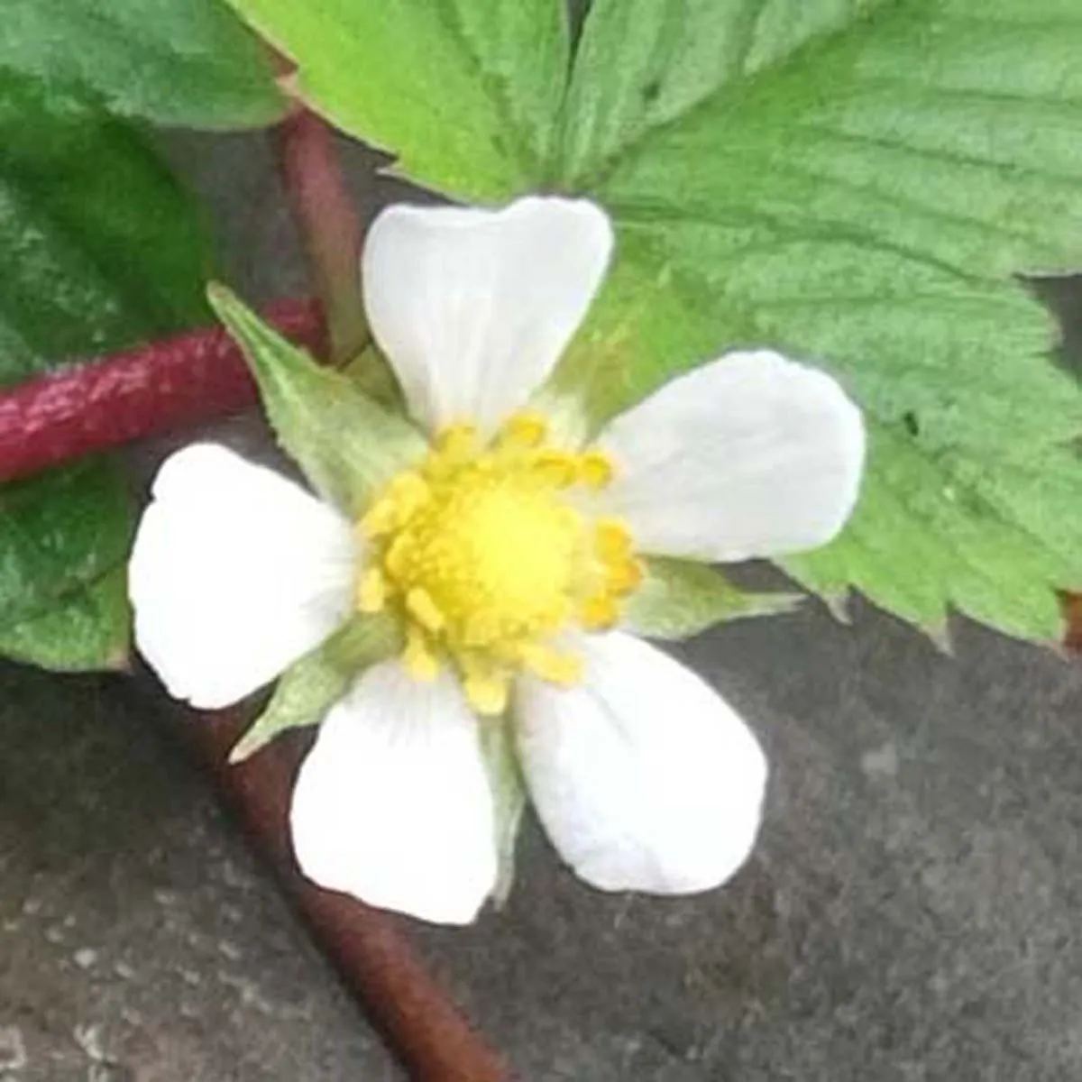 Monatserdbeere 'Attila' (Fragaria vesca var. semperflorens) Samen