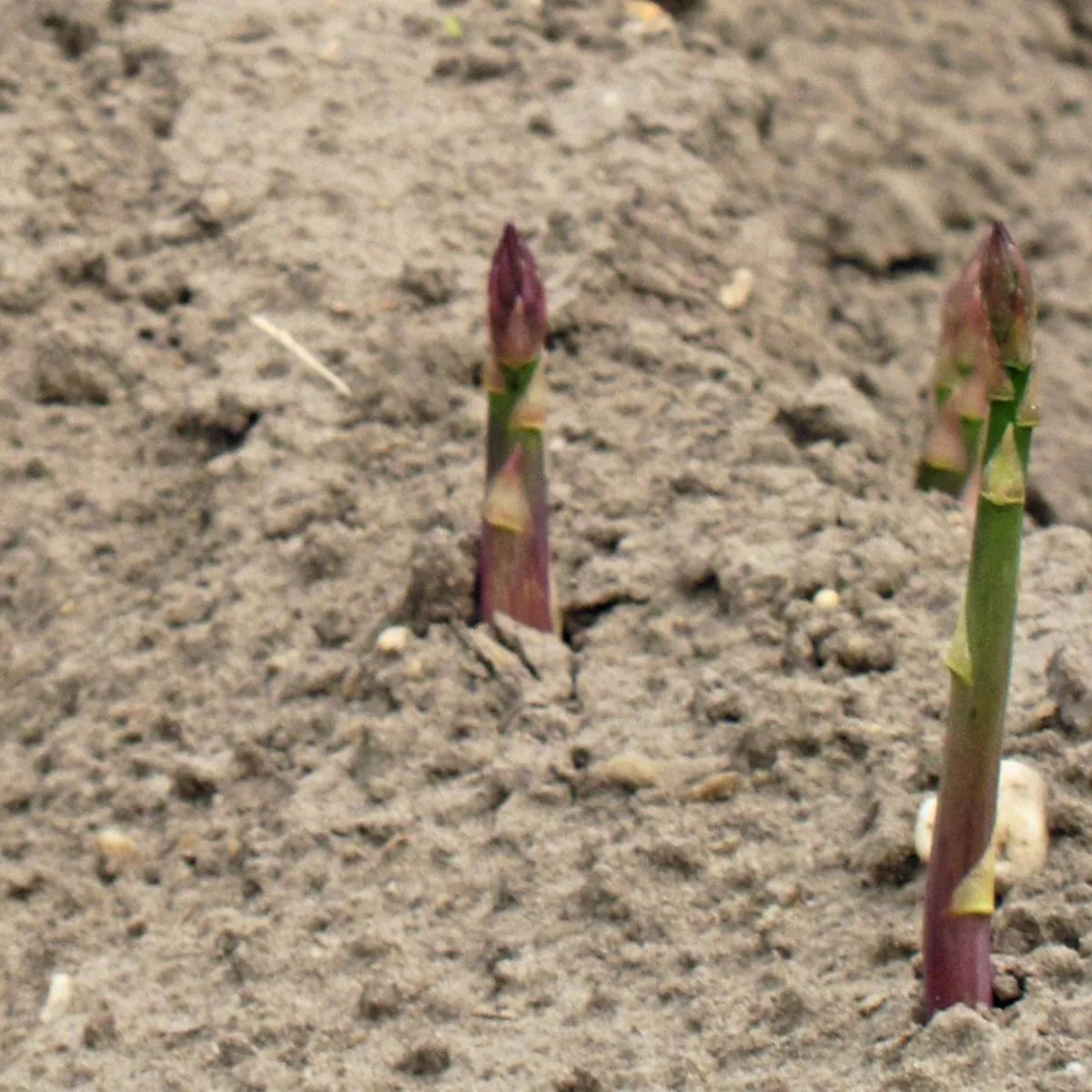 Violetter Spargel 'Argenteuil' (Asparagus officinalis) Bio-Saatgut