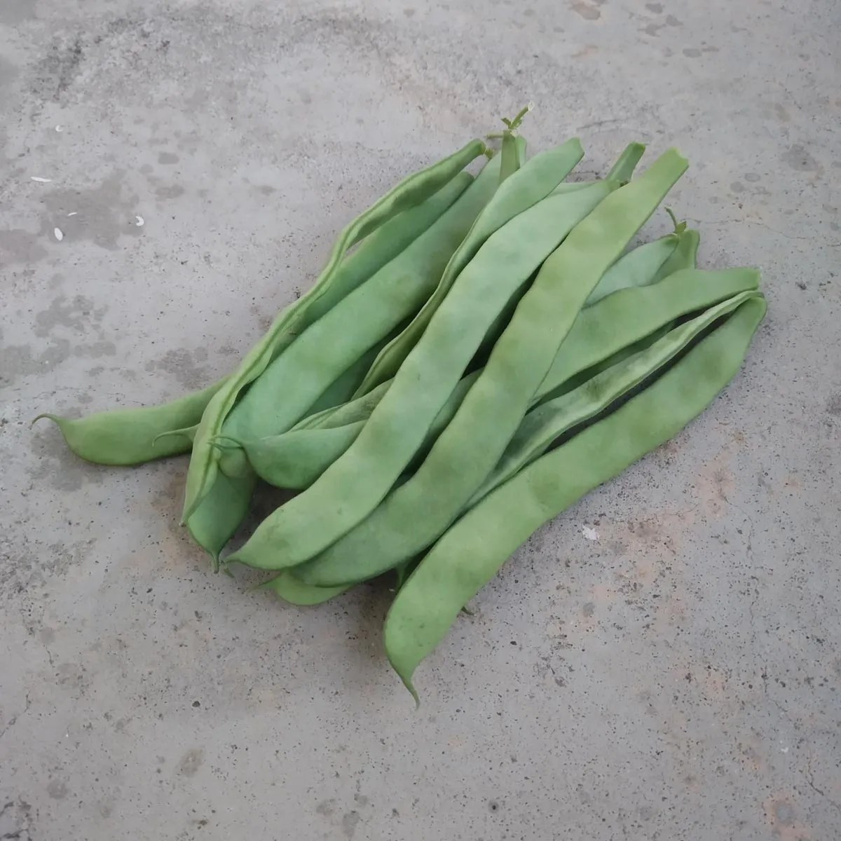 Buschbohne 'Pfälzer Juni' (Phaseolus vulgaris) Samen