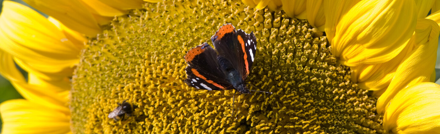 Admiral auf einer Sonnenblume