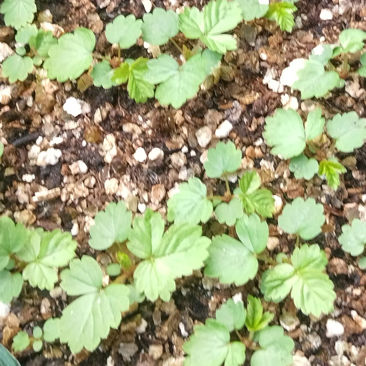 Monatserdbeere 'Attila' (Fragaria vesca var. semperflorens) Samen