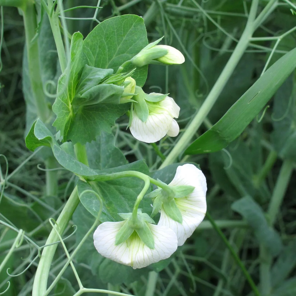 Zuckererbse 'Frühe Heinrich' (Pisum sativum) Samen