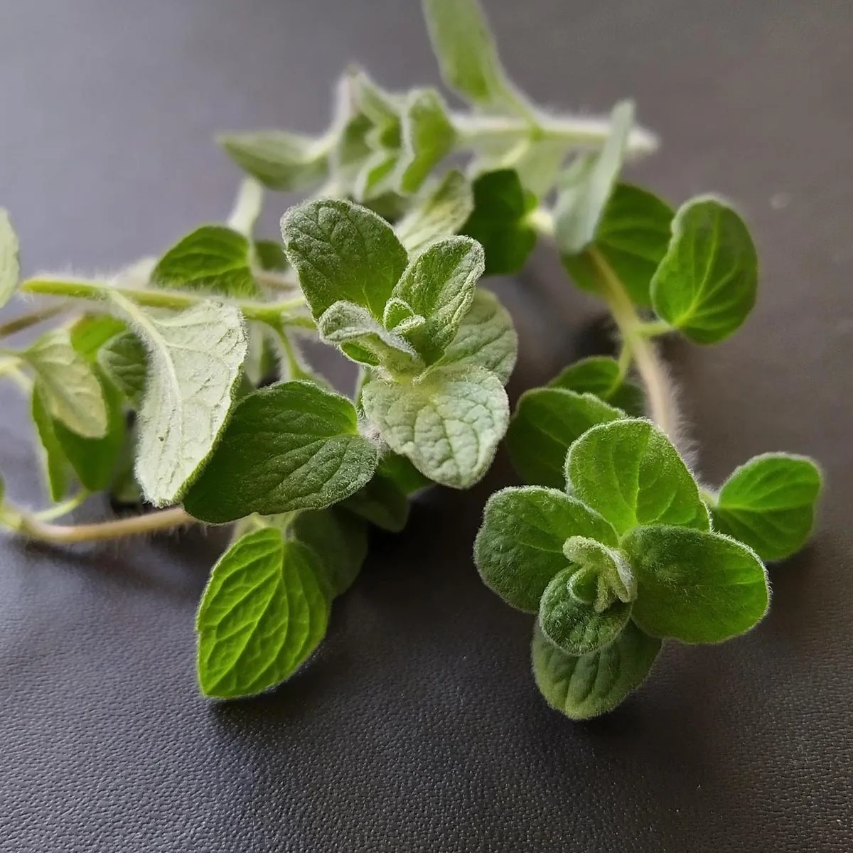 Syrischer Oregano 'Zatar' (Origanum syriacum) Bio Saatgut