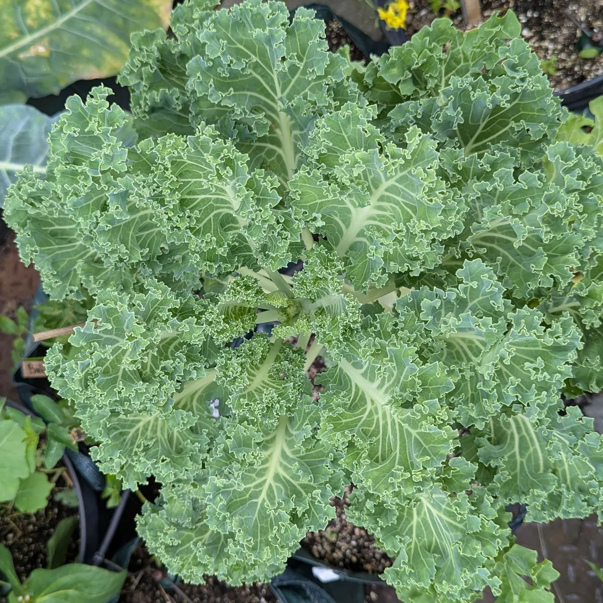 Federkohl 'Emerald Ice' (Brassica oleracea convar. acephala var. sabellica) Samen