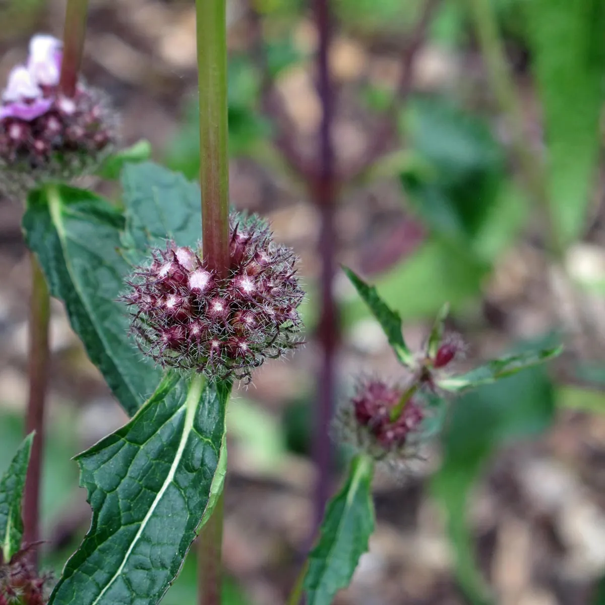 Knollen-Brandkraut (Phlomoides tuberosa) Samen
