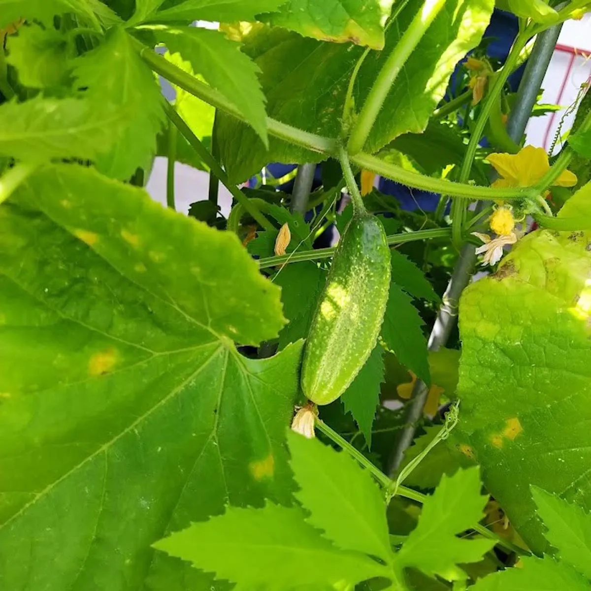 Einlege-Gurke 'Vorgebirgstrauben' (Cucumis sativus) Samen