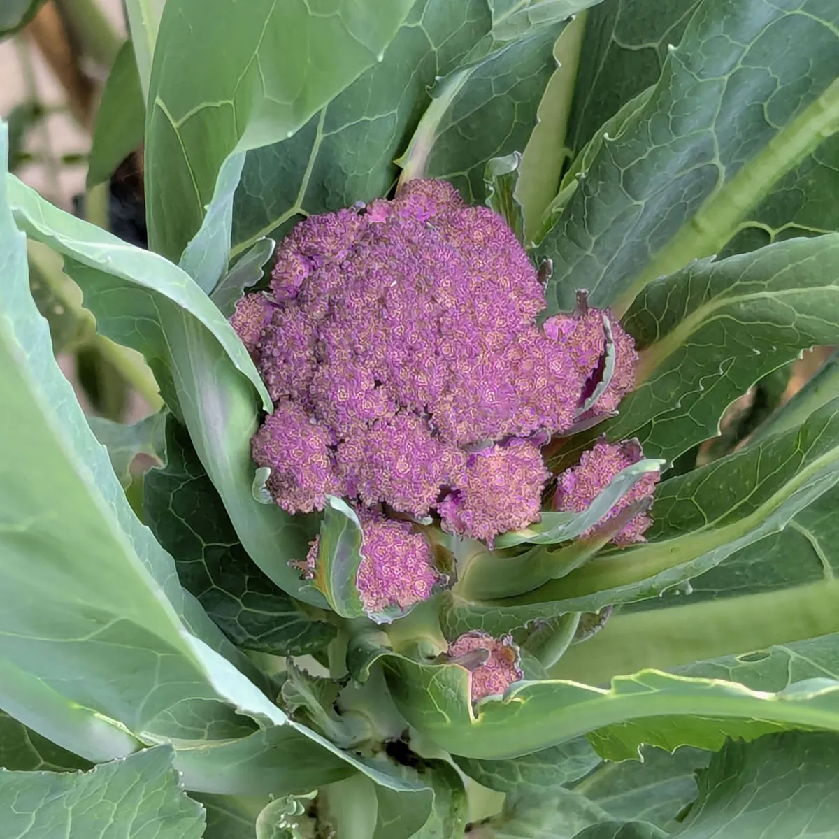 Violetter Blumenkohl 'Violetta di Sicilia' (Brassica oleracea var. botrytis) Samen