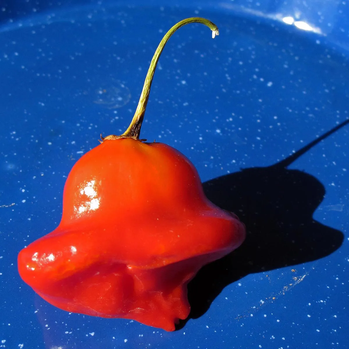 Glockenchili (Capsicum baccatum) Bio Saatgut