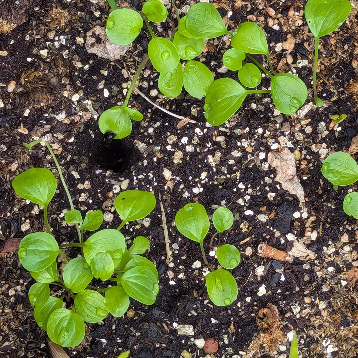Alisander (Smyrnium olusatrum) Samen
