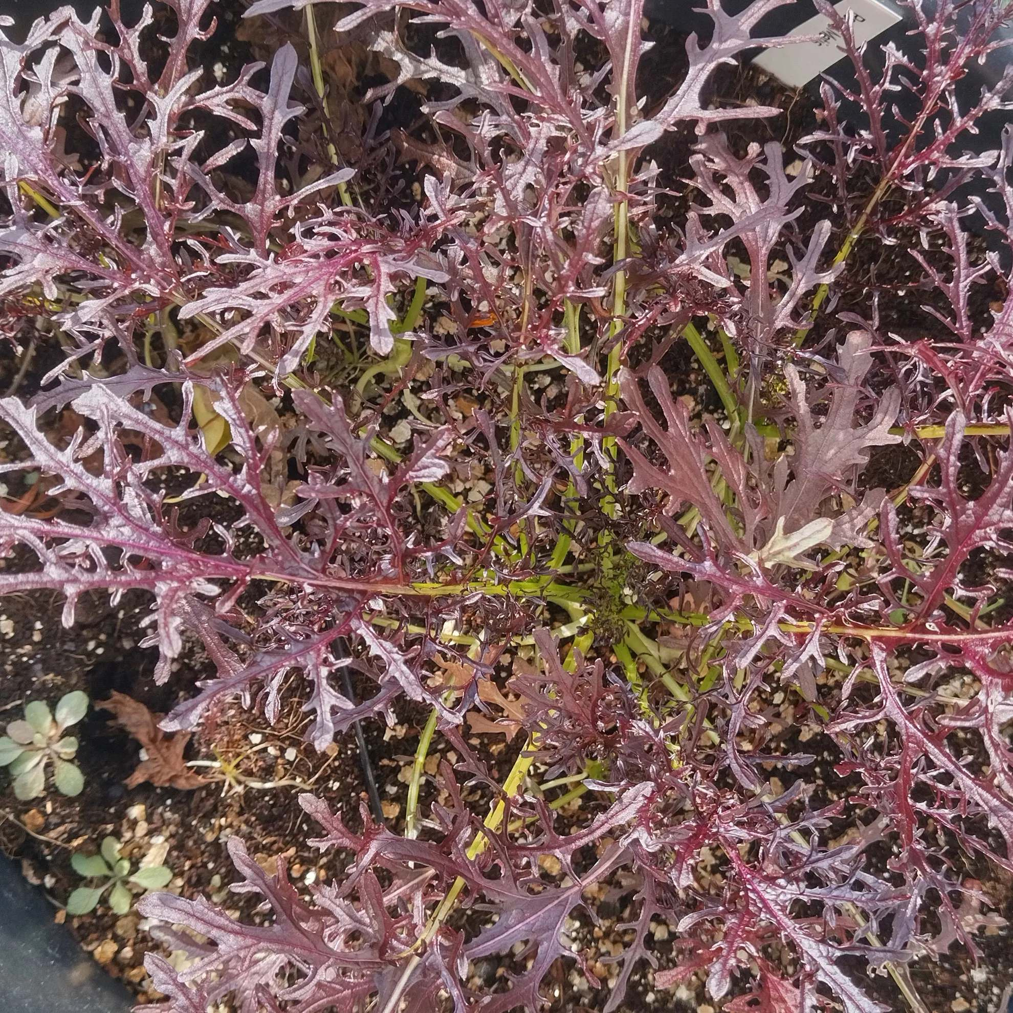 Blattsenf 'Red Frills' (Brassica juncea) Samen