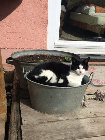 Schwarz-weiße Katze liegt in einer Zinkwanne neben einem Pflanzkübel in der Sonne
