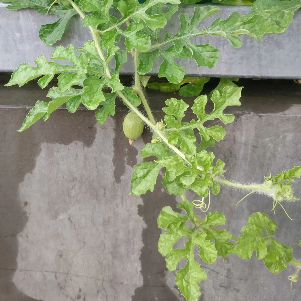 Gelbe Wassermelone 'Golden Midget' (Citrullus lanatus) Samen
