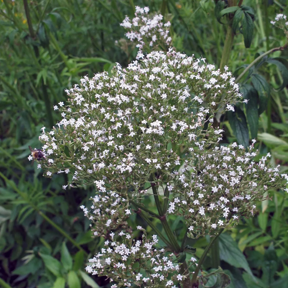 Echter Baldrian (Valeriana officinalis) Bio Saatgut
