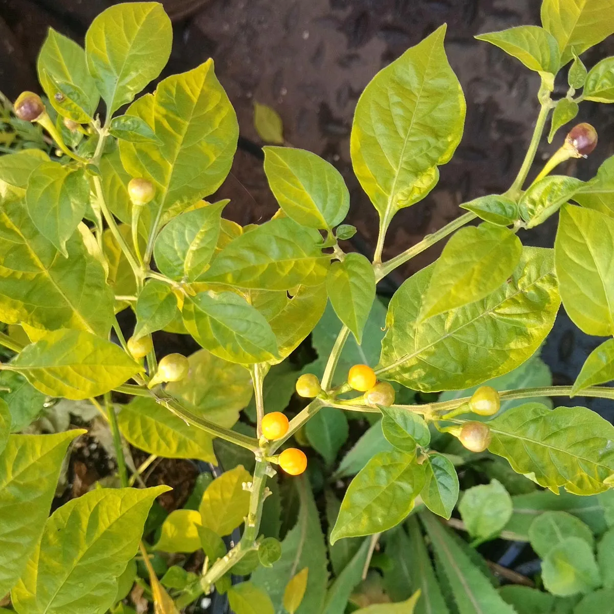 Wildchili 'Pingo De Ouro' (Capsicum chinense) Samen