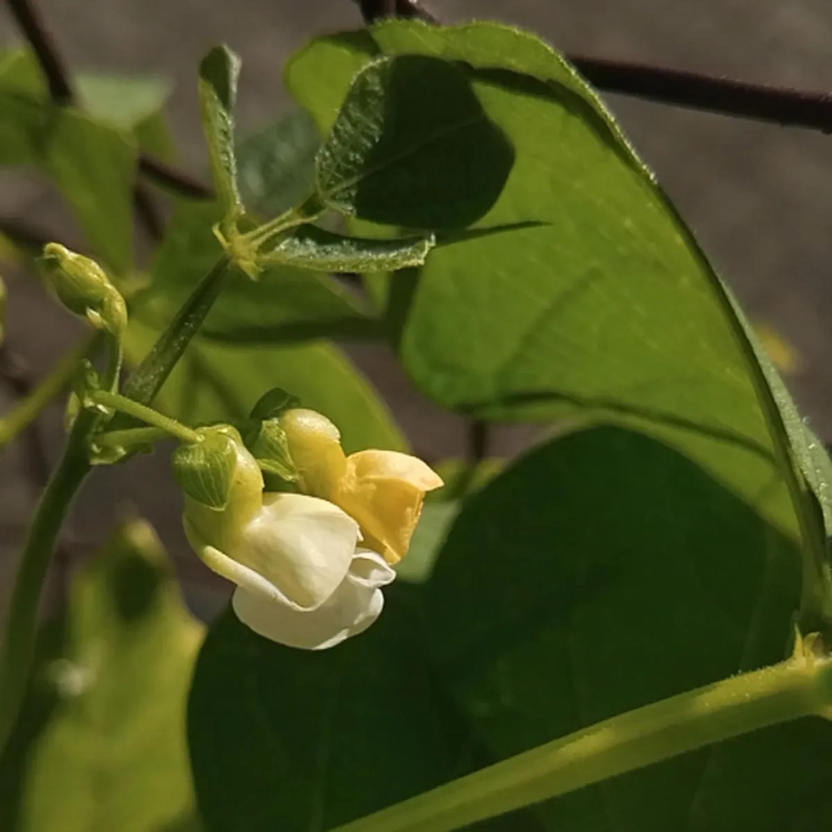 Buschbohne 'Canadian Wonder' (Phaseolus vulgaris) Bio Saatgut
