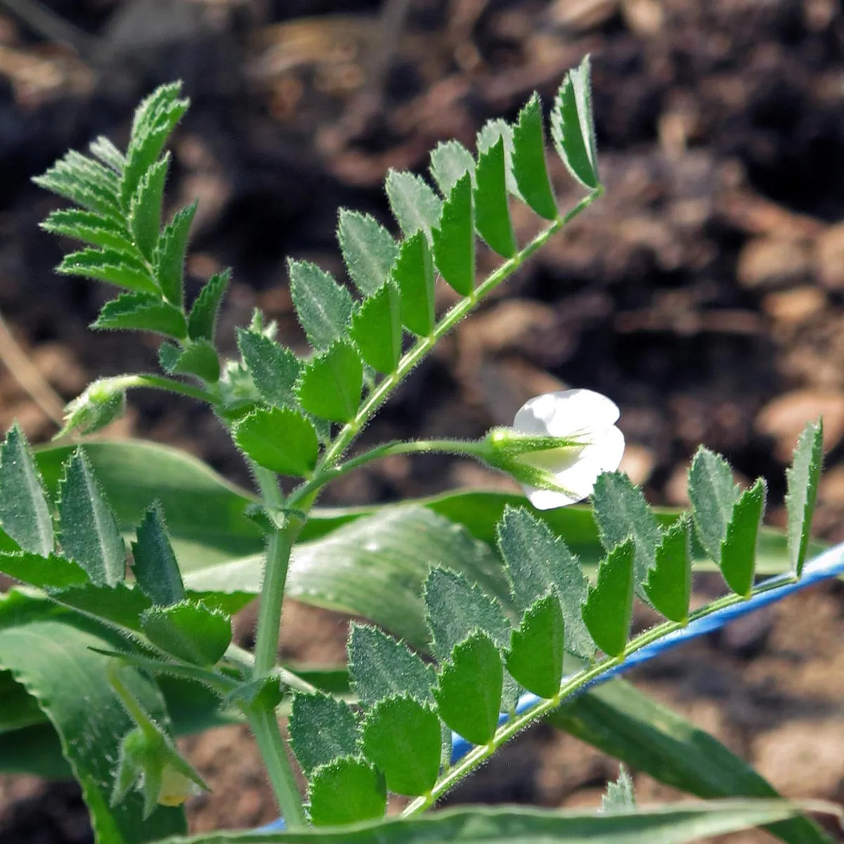 Kichererbse 'Ares' (Cicer arietinum) Samen