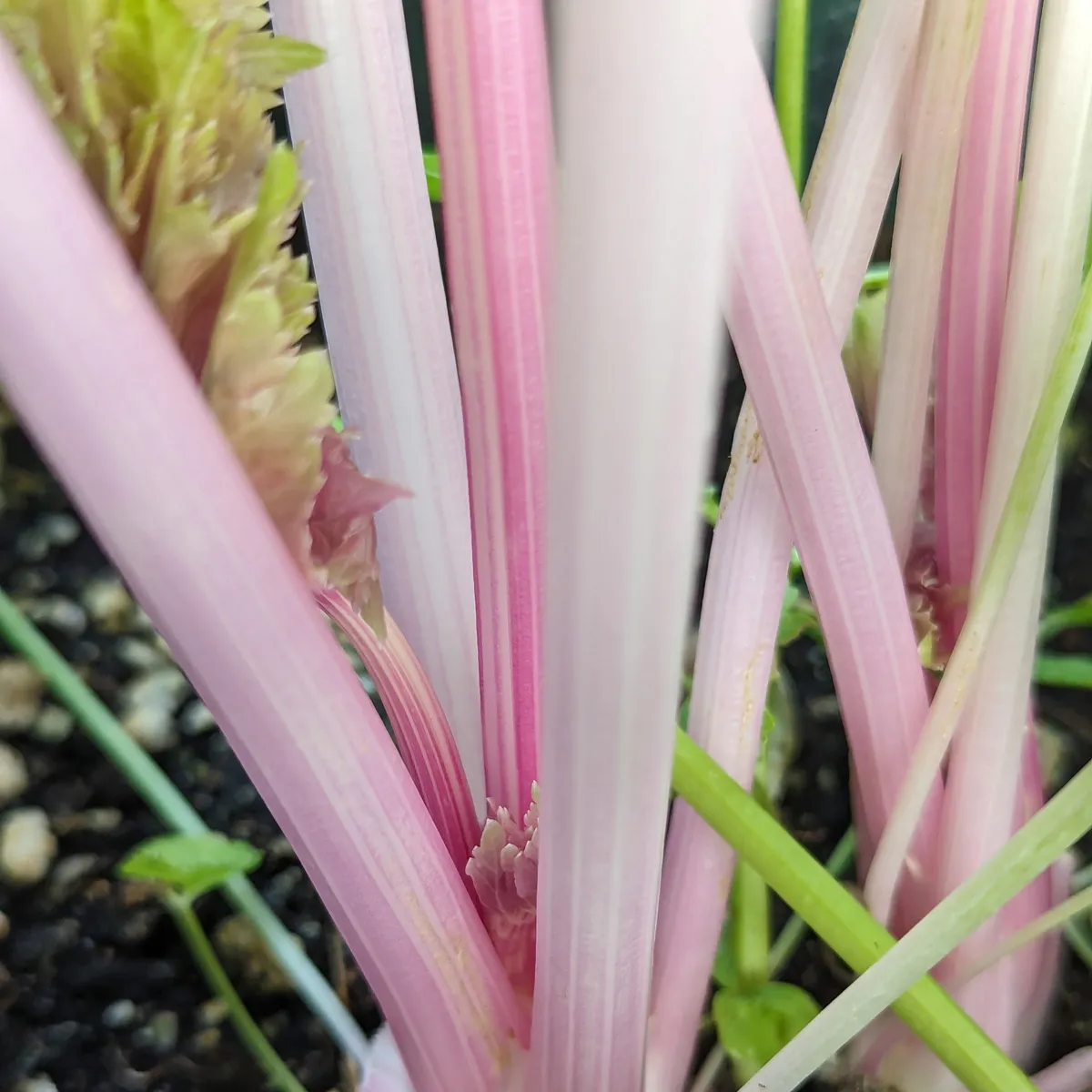 Rosa Stangensellerie 'Chinese Pink' (Apium graveolens) Bio-Saatgut