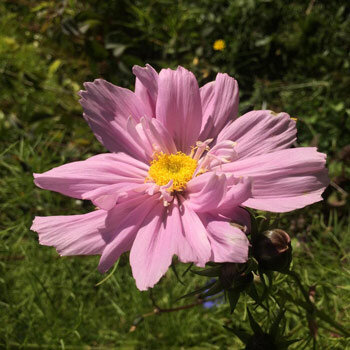 Schmuckkörbchen 'Pink' (Cosmos bipinnatus) mit rosa Blüte
