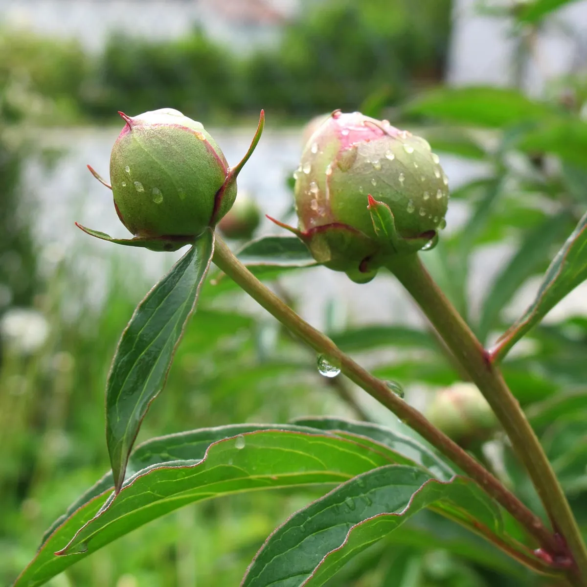 Gemeine Pfingstrose (Paeonia officinalis ssp. banatica) Bio Saatgut