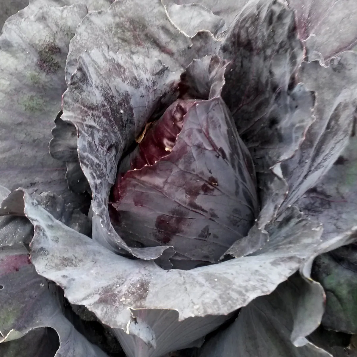 Roter Spitzkohl 'Kalibos' (Brassica oleracea) Samen