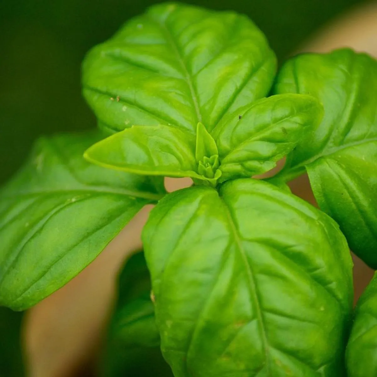 Genoveser Basilikum 'Mittelgroß' (Ocimum basilicum) Bio Saatgut