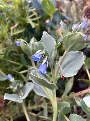 Austernpflanze (Mertensia maritima) mit blauen Glockenblüten und blaugrünen Blättern