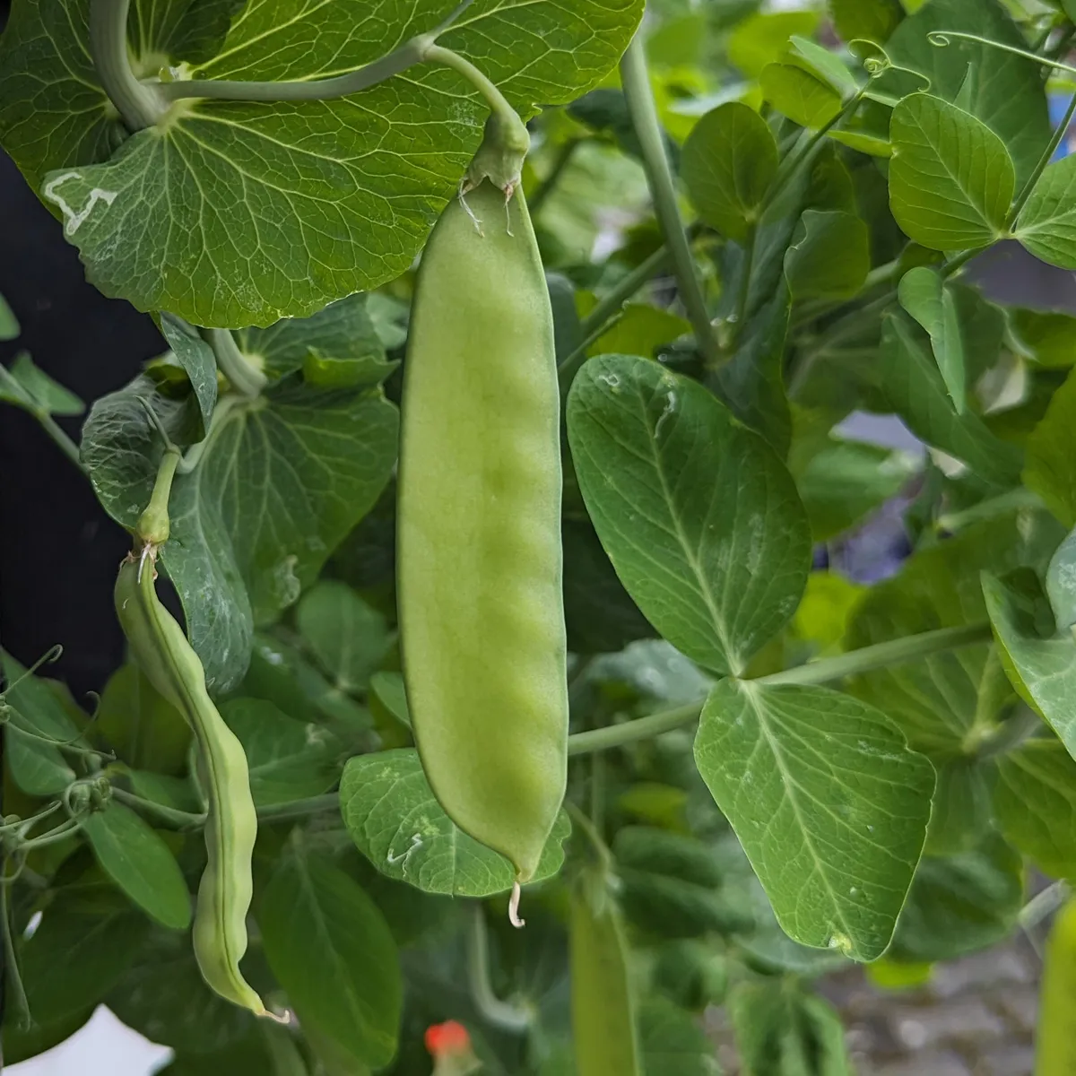 Erbse 'Corne de Belier' (Pisum sativum) Samen