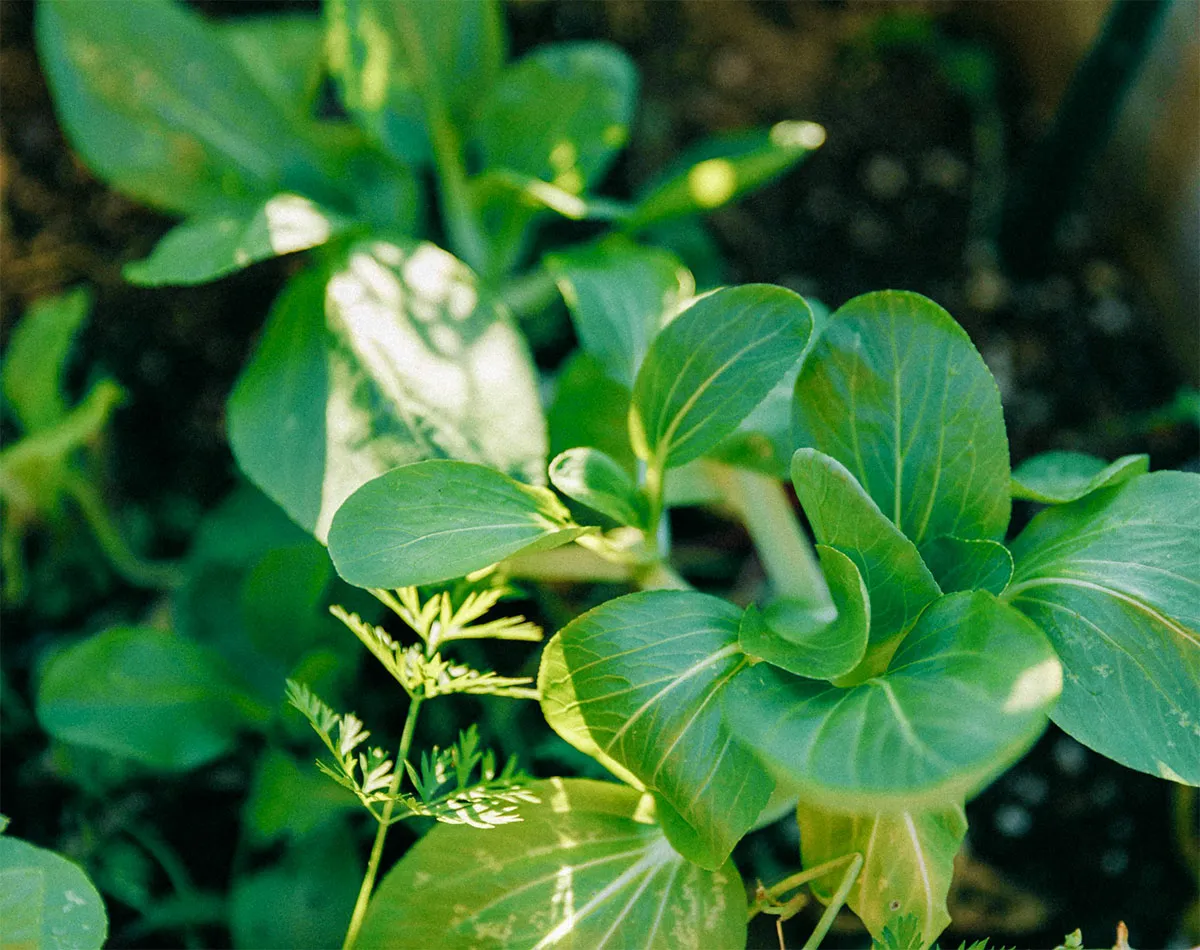 Asiatische Gemüsesorten