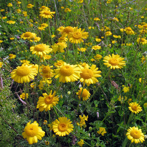 Färber-Hundskamille (Anthemis tinctoria) Samen