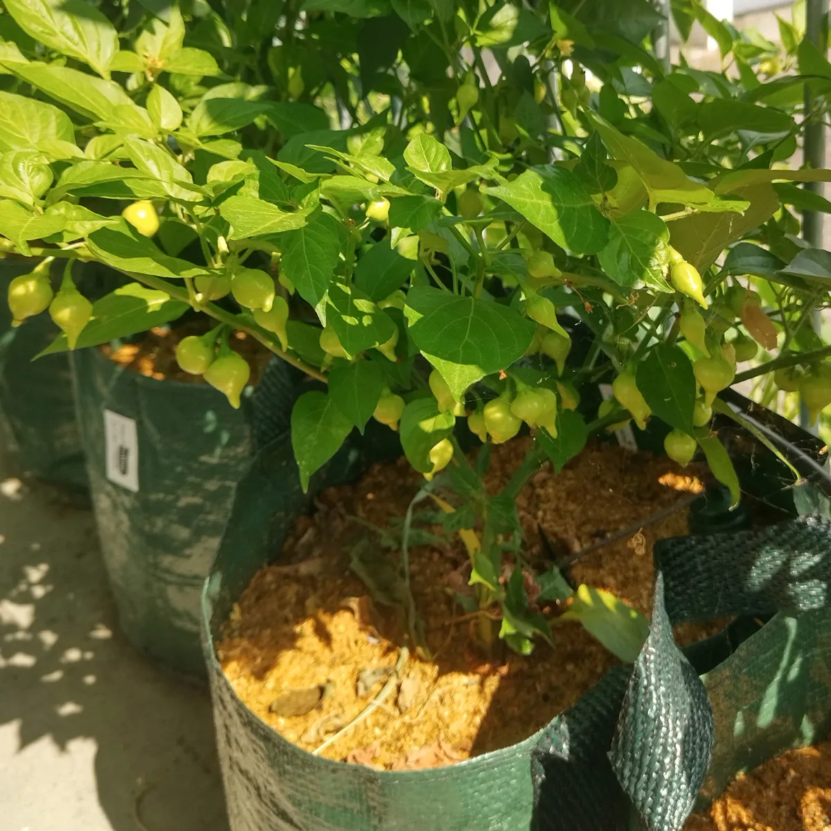 Chili 'Biquinho' (Capsicum chinense) Samen