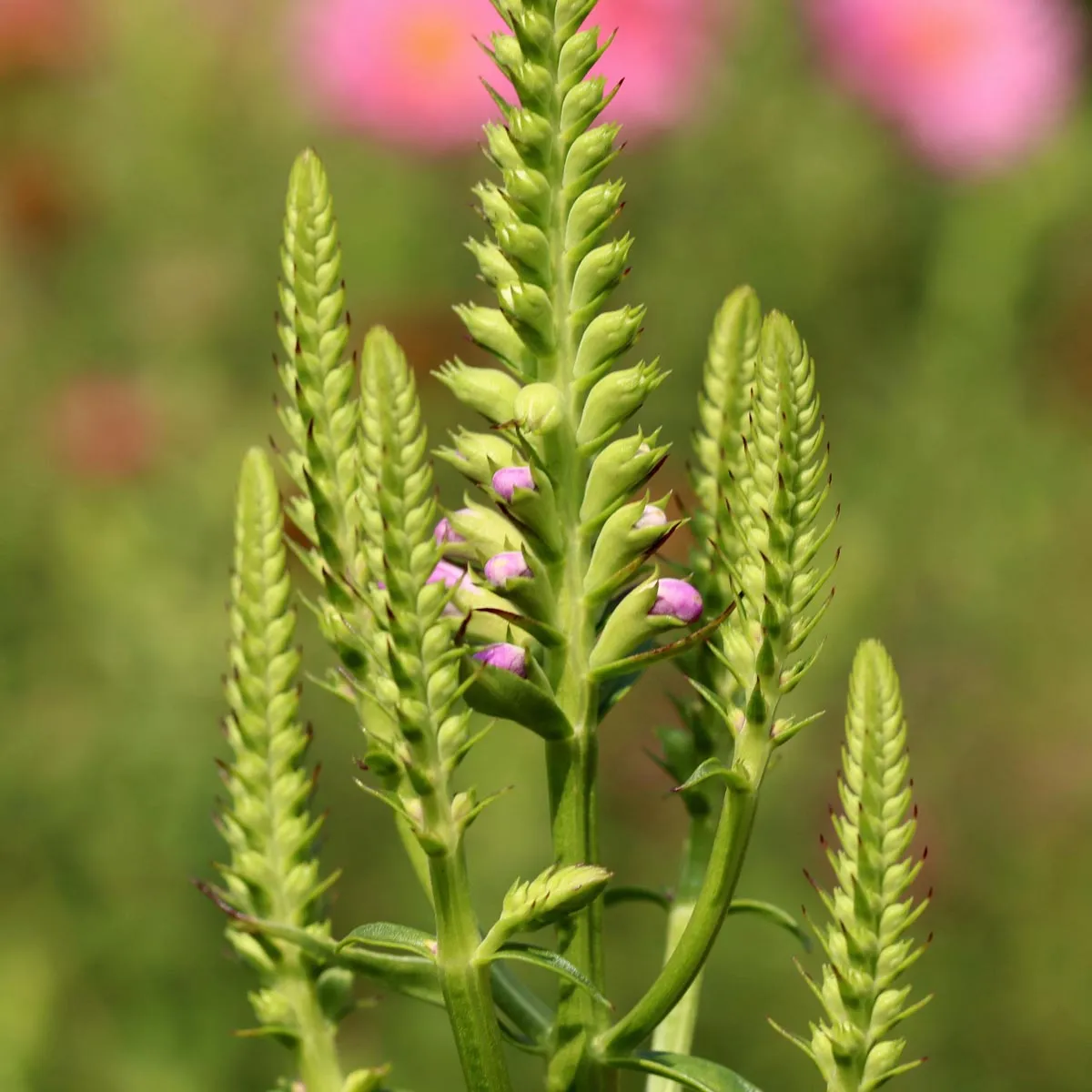 Virginia-Gelenkblume 'Rosea' (Physostegia virginiana) Samen