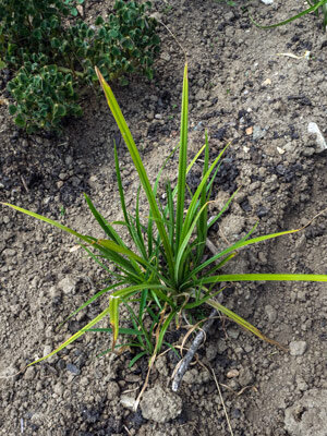 Erdmandel / Chufa - Kulturform (Cyperus esculentus var. sativus) Samen