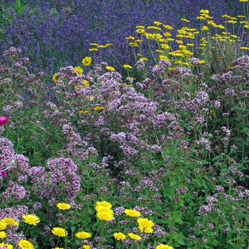 Naturnahes Kräuterbeet mit rosa-violetten und gelben Blüten, dahinter ein blauviolettes Blütenmeer