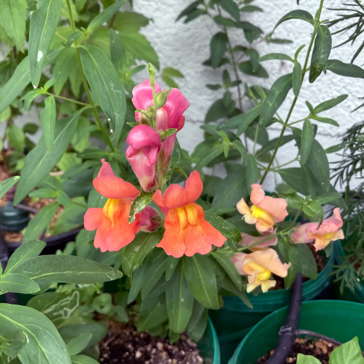 Oranges Löwenmäulchen 'Orange Wonder' (Antirrhinum majus) Samen