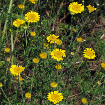 Färber-Hundskamille (Anthemis tinctoria) mit gelben Blüten und Knospen